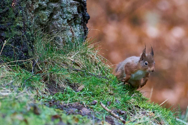 Red Squirrel Sciurus Vulgaris Rent Springt Winter Een Bosbodem Hooglanden — Stockfoto