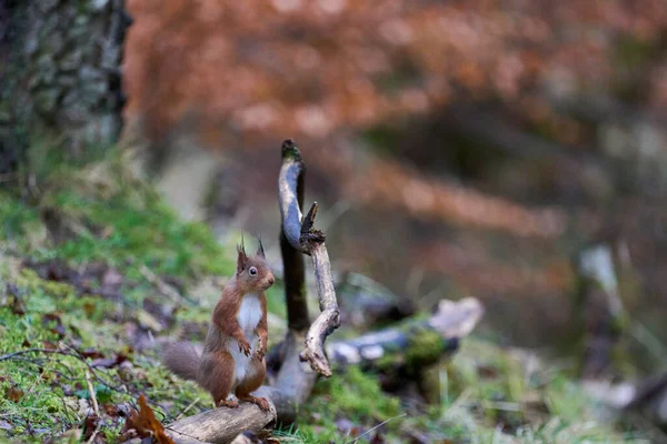 Ardilla Roja Sciurus Vulgaris Bosque Durante Invierno Las Tierras Altas — Foto de Stock