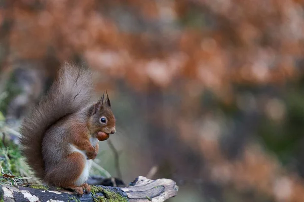 Tupai Merah Sciurus Vulgaris Makan Kacang Hutan Selama Musim Dingin — Stok Foto