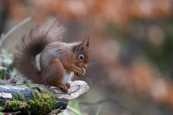 Red Squirrel Sciurus Vulgaris Jíst Ořech Lesích Během Zimy Vysočině — Stock fotografie