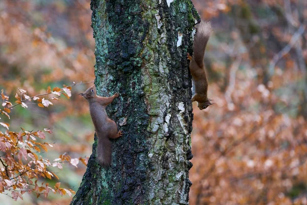 英国苏格兰高地冬季林地中的红松鼠 Sciurus Vulgaris — 图库照片