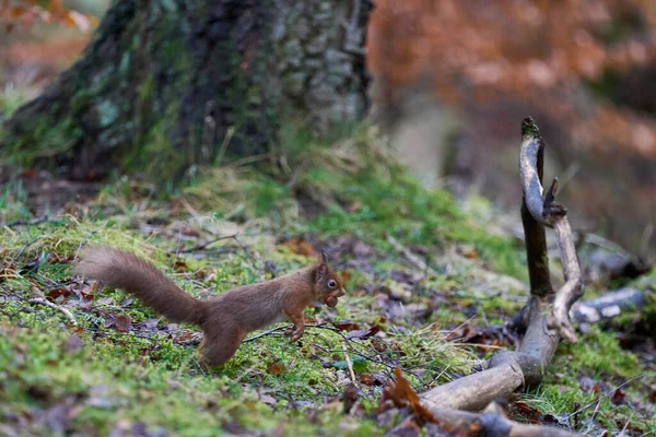Red Squirrel Sciurus Vulgaris Skákající Přes Větev Oříškem Tlamě Lesích — Stock fotografie