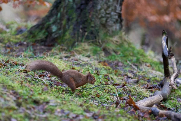 Rotes Eichhörnchen Sciurus Vulgaris Springt Winter Hochland Von Schottland Großbritannien — Stockfoto