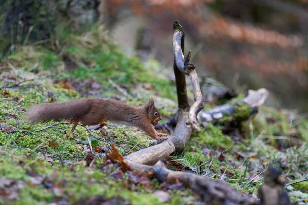 Red Squirrel (Sciurus vulgaris) leaping over a branch with a nut in its mouth in woodland during winter in the highlands of Scotland, United Kingdom.