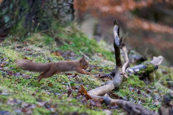 Red Squirrel Sciurus Vulgaris Leaping Branch Nut Its Mouth Woodland — Stock Photo, Image