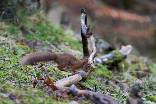 Red Squirrel Sciurus Vulgaris Leaping Branch Nut Its Mouth Woodland — Stock Photo, Image