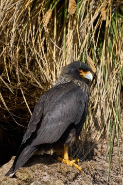 Falkland Adaları 'ndaki Deniz Aslanı Adası kıyısındaki tussock otlarında çizgili Karakara (Phalcoboenus australis)..