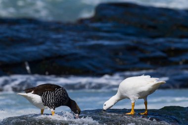 Esmer su yosunu kaz (Chloephaga boş malvinarum) kayalık sahil deniz aslanı Island'ın, Falkland Adaları'nda çifti.