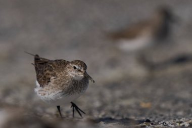 Falkland Adaları 'ndaki Deniz Aslanı Adası kıyısı boyunca yiyecek arayan beyaz popolu Sandpiper (Calidris fuscicollis)