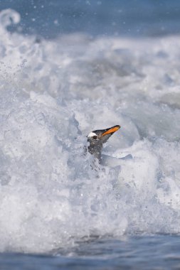 Gentoo Penguenleri (Pygoscelis papua) Falkland Adaları 'ndaki Deniz Aslanı Adası' nda beslendikten sonra kıyıya çıkarlar..
