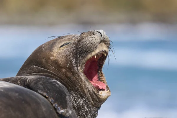 Female Southern Elephant Seal Mirounga Leonina Calling Coast Sea Lion — Stock Photo, Image