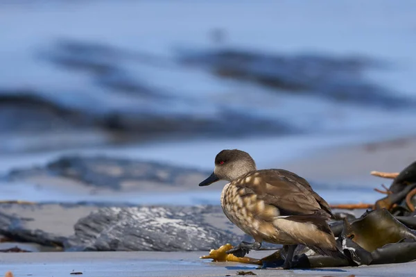 Crested Duck Lophonetta Specularioides Specularioides Falkland Szigeteki Oroszlánfóka Sziget Strandján — Stock Fotó