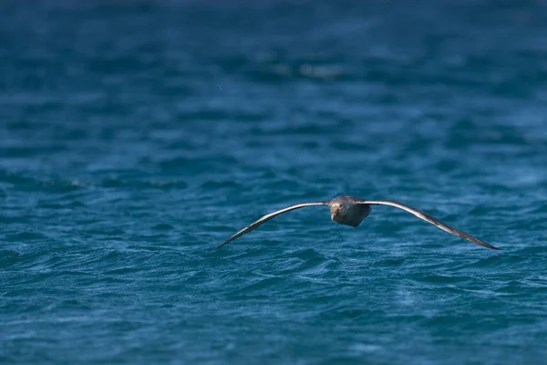 Petrel Gigant Sudic Macronectes Giganteus Care Zboară Deasupra Mării Lângă — Fotografie, imagine de stoc