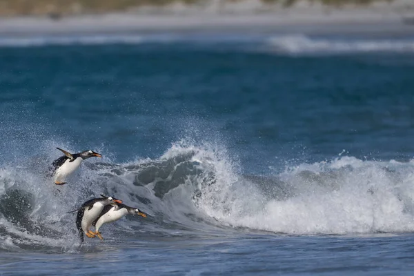 stock image Gentoo Penguins (Pygoscelis papua) coming ashore after feeding at sea on Sea Lion Island in the Falkland Islands.