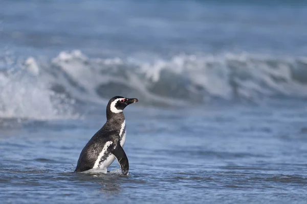 Pinguim Magalhães Spheniscus Magellanicus Emergindo Mar Uma Grande Praia Areia — Fotografia de Stock