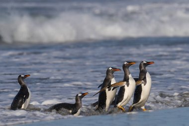 Gentoo Penguenleri (Pygoscelis papua) Falkland Adaları 'ndaki Deniz Aslanı Adası' nda beslendikten sonra kıyıya çıkarlar..