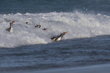 Gentoo Penguenleri (Pygoscelis papua) Falkland Adaları 'ndaki Deniz Aslanı Adası' nda beslendikten sonra kıyıya çıkarlar..