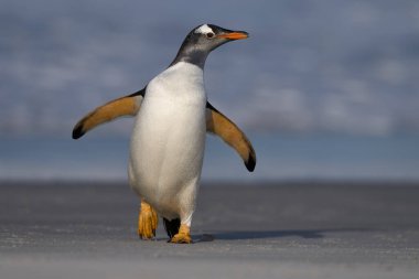 Gentoo Penguenleri (Pygoscelis papua) Falkland Adaları 'ndaki Deniz Aslanı Adası' nda beslendikten sonra kıyıya çıkarlar..
