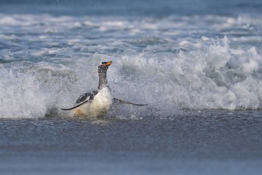 Gentoo Penguenleri (Pygoscelis papua) Falkland Adaları 'ndaki Deniz Aslanı Adası' nda beslendikten sonra kıyıya çıkarlar..