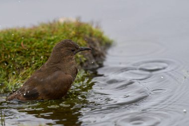 Falkland Adaları'nda karkas adada Brandası tutuyoruz Cobb'un Wren (Troglodytes cobbi)