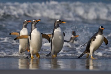 Gentoo Penguenleri (Pygoscelis papua) Falkland Adaları 'ndaki Deniz Aslanı Adası' nda beslendikten sonra kıyıya çıkarlar..