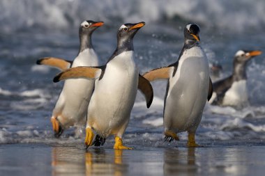 Gentoo Penguenleri (Pygoscelis papua) Falkland Adaları 'ndaki Deniz Aslanı Adası' nda beslendikten sonra kıyıya çıkarlar..