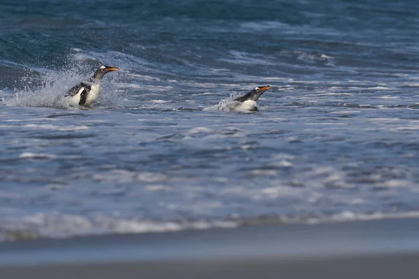 Gentoo Penguins Pygoscelis Papua Coming Ashore Feeding Sea Sea Lion — Stock Photo, Image