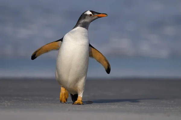 Gentoo Penguins Pygoscelis Papua Выходит Берег После Кормления Море Острове — стоковое фото
