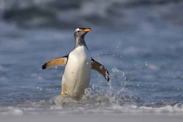 Pinguini Gentoo Pygoscelis Papua Che Sbarcano Dopo Essersi Nutriti Mare — Foto Stock