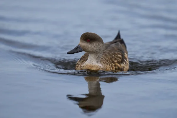 フォークランド諸島のCarcass島の池に表示されているCrested Duck Lophonetta Specularioides Specularioides — ストック写真