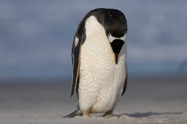 Gentoo Penguin Pygoscelis Papua Preening Plaży Przybyciu Lwie Morskim Wyspie — Zdjęcie stockowe