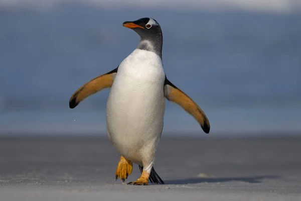 フォークランド諸島のアシカ島で海で餌を食べた後に上陸する幻灯ペンギン Pygoscelis Papua — ストック写真