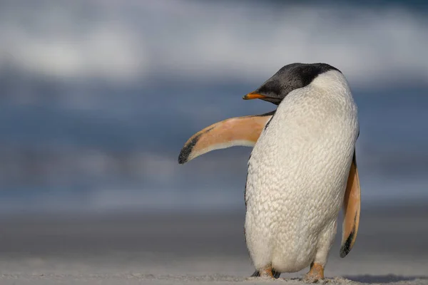 Gentoo Penguin Pygoscelis Papua Bersolek Pantai Setelah Mendarat Pulau Singa — Stok Foto
