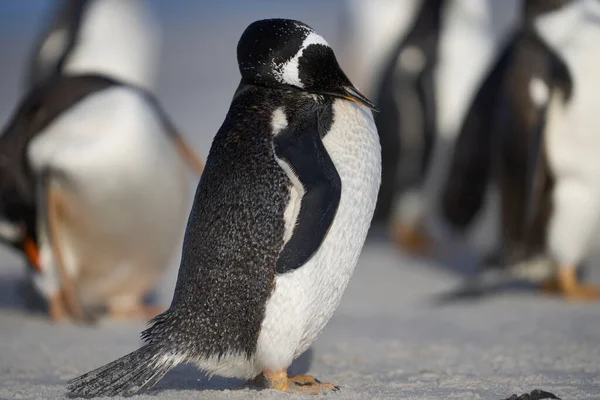 在福克兰群岛海狮岛上上岸后 Gentoo Penguin Pygoscelis Papua 在海滩上准备登岸 — 图库照片