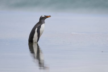 Penguin coming ashore on Sea Lion Island in the Falkland Islands.