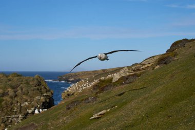 Uçuş boyunca uçuruma Falkland Adaları'nda Saunders adasının kara kaşlı Albatros (Thalassarche melanophrys).