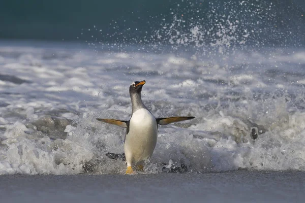 Tučňák Pláži Vylodění Ostrově Sea Lion Falklandských Ostrovech — Stock fotografie