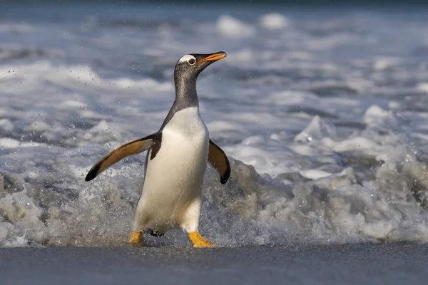 企鹅在福克兰群岛海狮岛上上岸后在海滩上觅食 — 图库照片