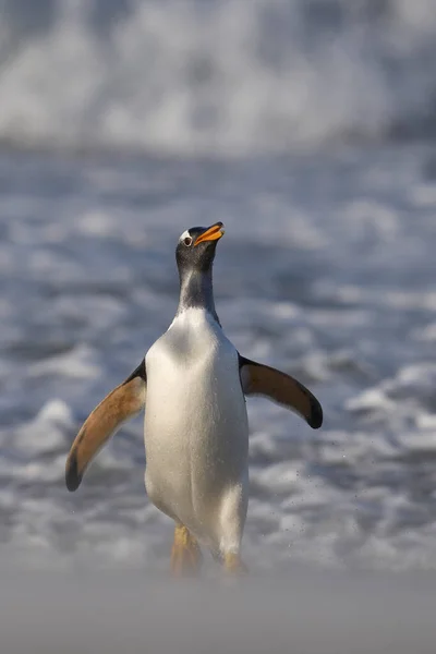 Pinguim Preening Praia Depois Chegar Terra Ilha Leão Marinho Nas — Fotografia de Stock