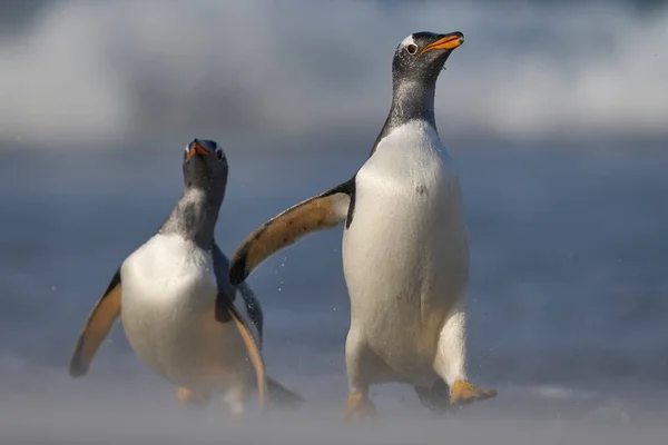 Πιγκουίνοι Θηρεύονται Στην Παραλία Μετά Την Άφιξή Τους Στην Ξηρά — Φωτογραφία Αρχείου