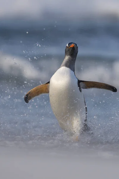 Penguin Bersolek Pantai Setelah Mendarat Pulau Singa Laut Kepulauan Falkland — Stok Foto