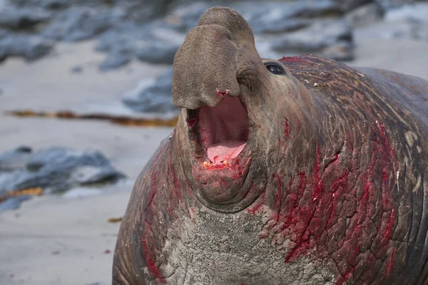 Southern Elephant Seal Mirounga Leonina Fights Rival Control Large Harem — Stock Photo, Image