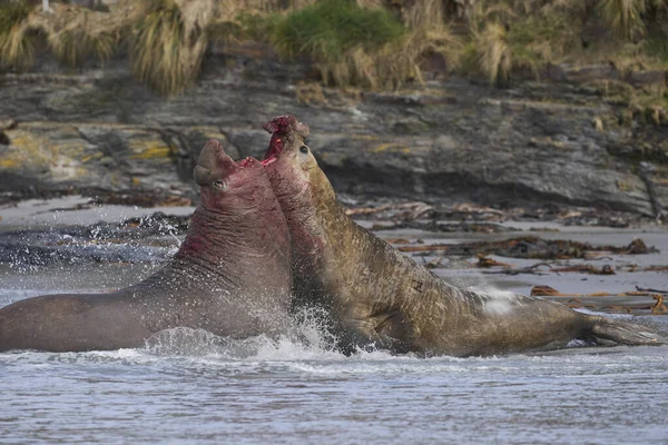フォークランド諸島のアシカ島で繁殖期に大規模な雌のハーレムを制御するためにライバルと戦う南象のシール Mirounga Leonina — ストック写真
