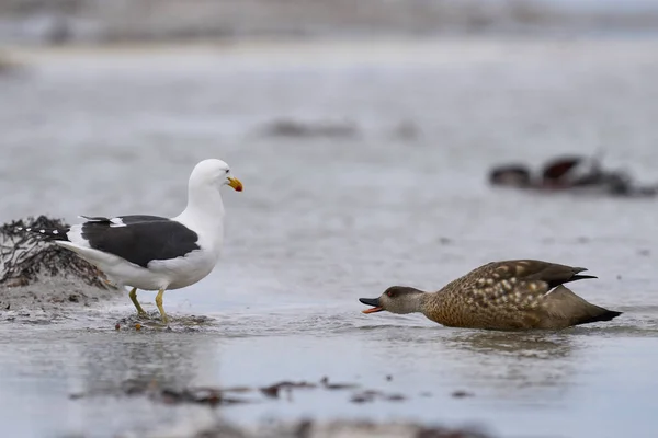 Crested Duck Lophonetta Specularioides Specularioides Chasing Gull Sea Lion Island — Stock Photo, Image