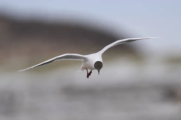 Bruine Meeuw Larus Maculipennis Tijdens Vlucht Aan Kust Van Sea — Stockfoto