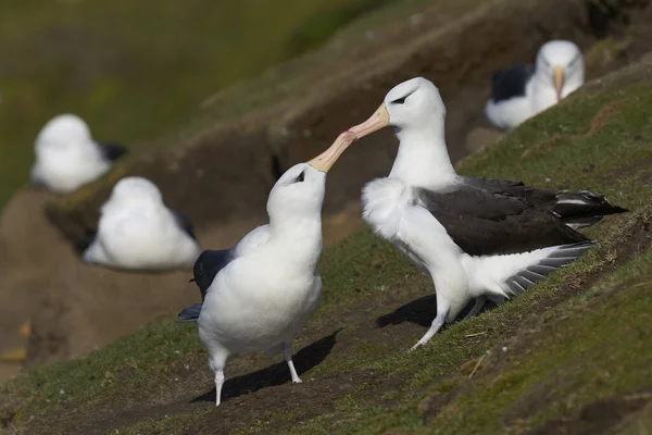 Par Svartbrynad Albatross Thalassarche Melanophrys Uppvakta Kusten Saunders Falklandsöarna — Stockfoto