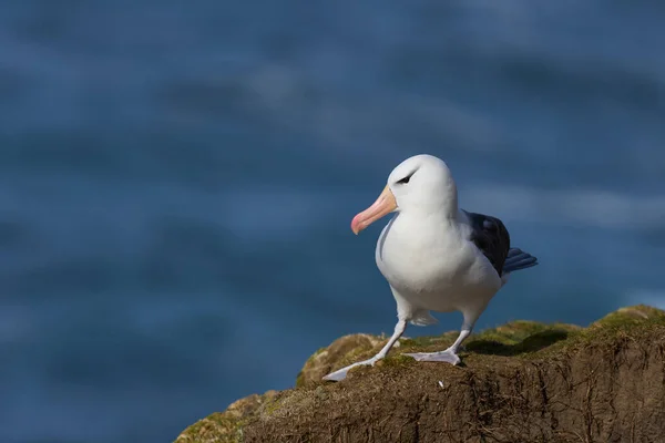 Albatros Bractées Noires Thalassarche Melanophrys Sur Les Falaises Île Saunders — Photo