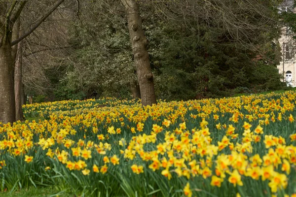 Bath Somerset Wielka Brytania Marca 2023 Wiosenne Kwiaty Przed Zabytkowym — Zdjęcie stockowe