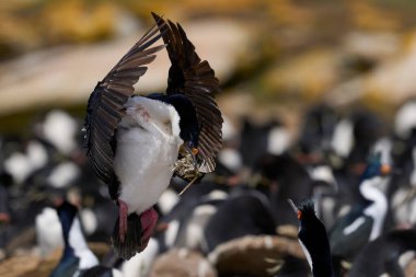 İmparatorluk Shag (Phalacrocorax atriceps albiventer) Falkland Adaları 'ndaki Saunders Adası' nda yuva malzemesi olarak kullanılacak bitki örtüsü ile iniş yapar.