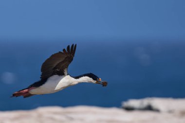 Falkland Adaları 'ndaki Deniz Aslanı Adası' nda yuva malzemesi olarak kullanılacak bitki örtüsünü taşıyan uçuşta Imperial Shag (Phalacrocorax atriceps albiventer)